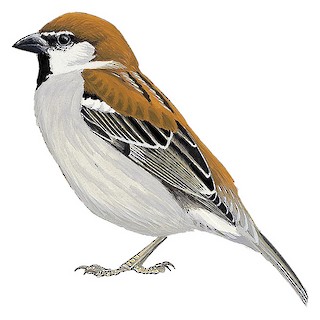 Russet Sparrow - Passer cinnamomeus - Birds of the World