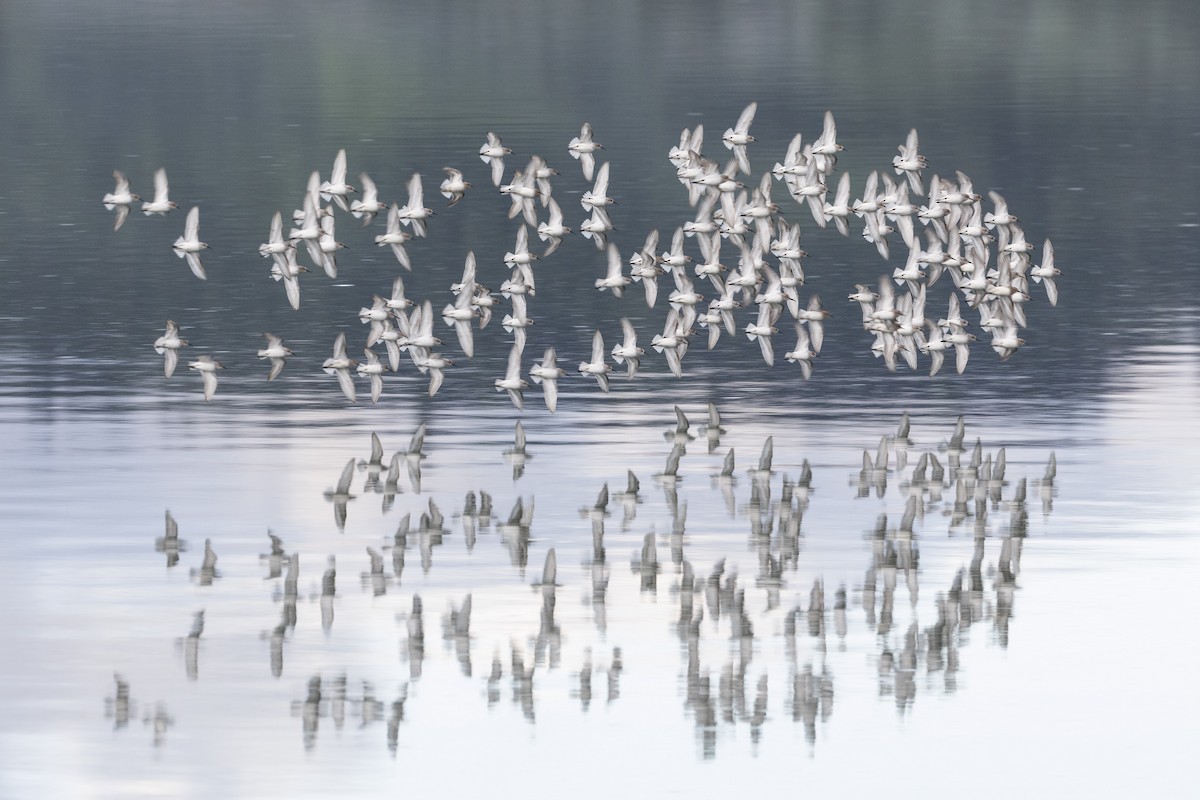 Western Sandpiper - ML153573221