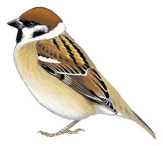 Systematics - Eurasian Tree Sparrow - Passer montanus - Birds of