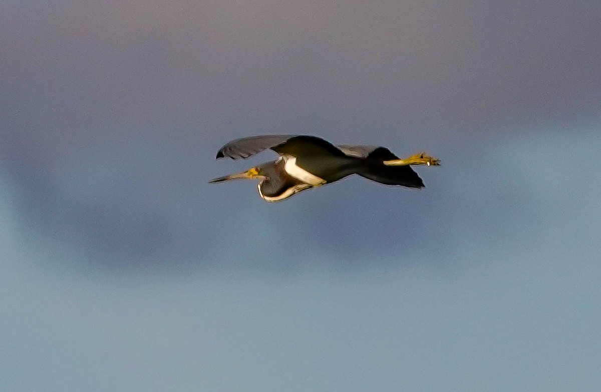 Tricolored Heron - ML153573751