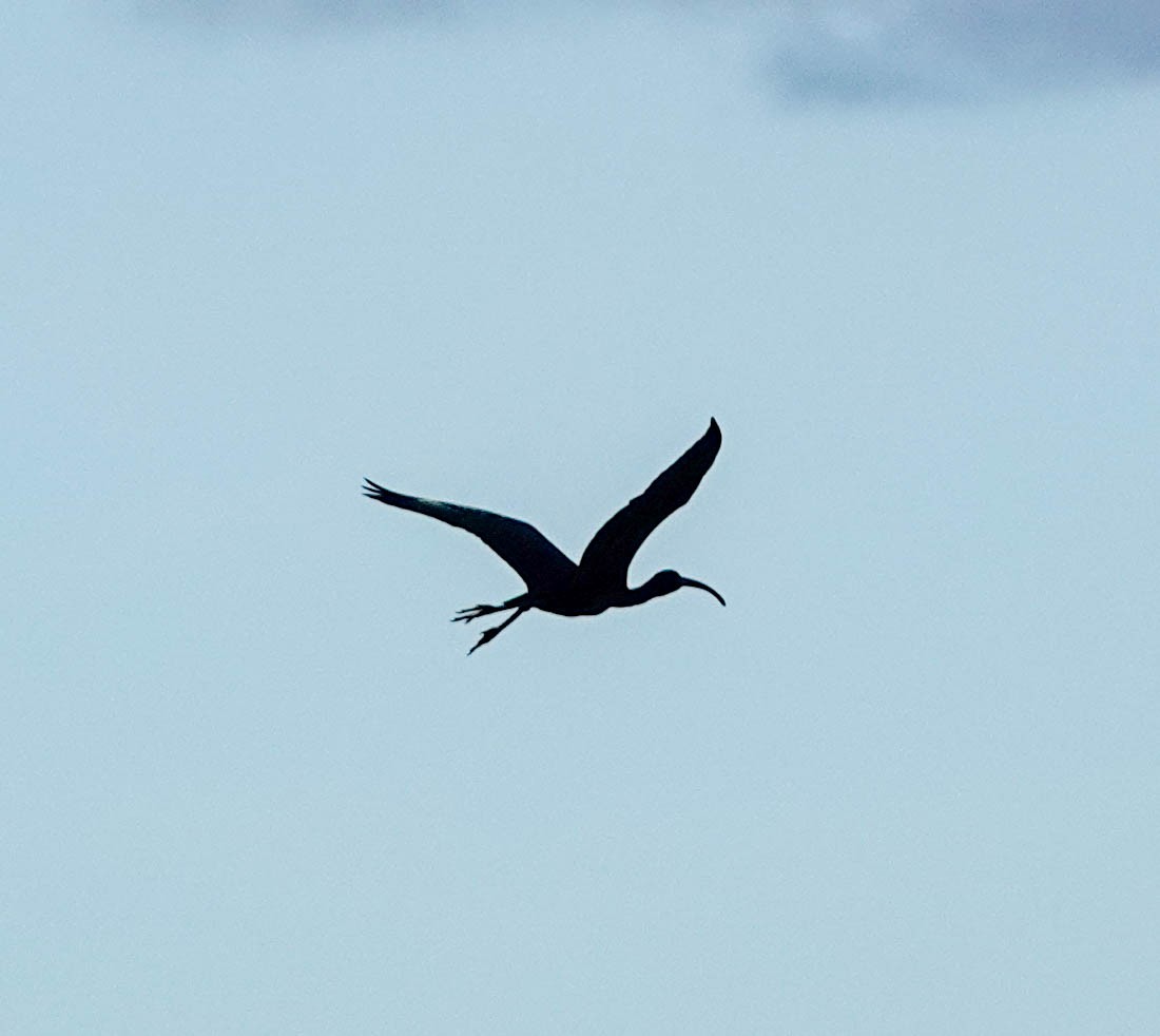 Glossy Ibis - ML153573931