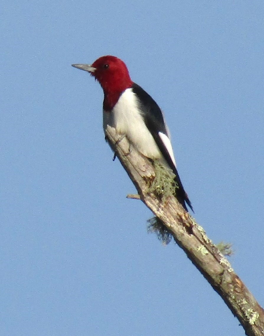 Red-headed Woodpecker - ML153574251