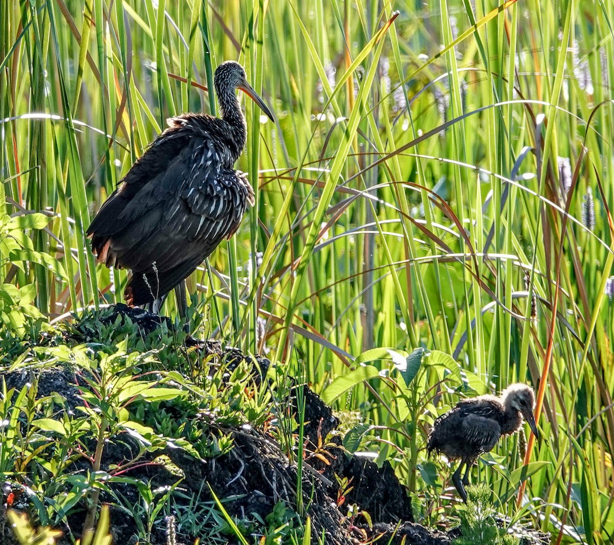 Limpkin - ML153574381