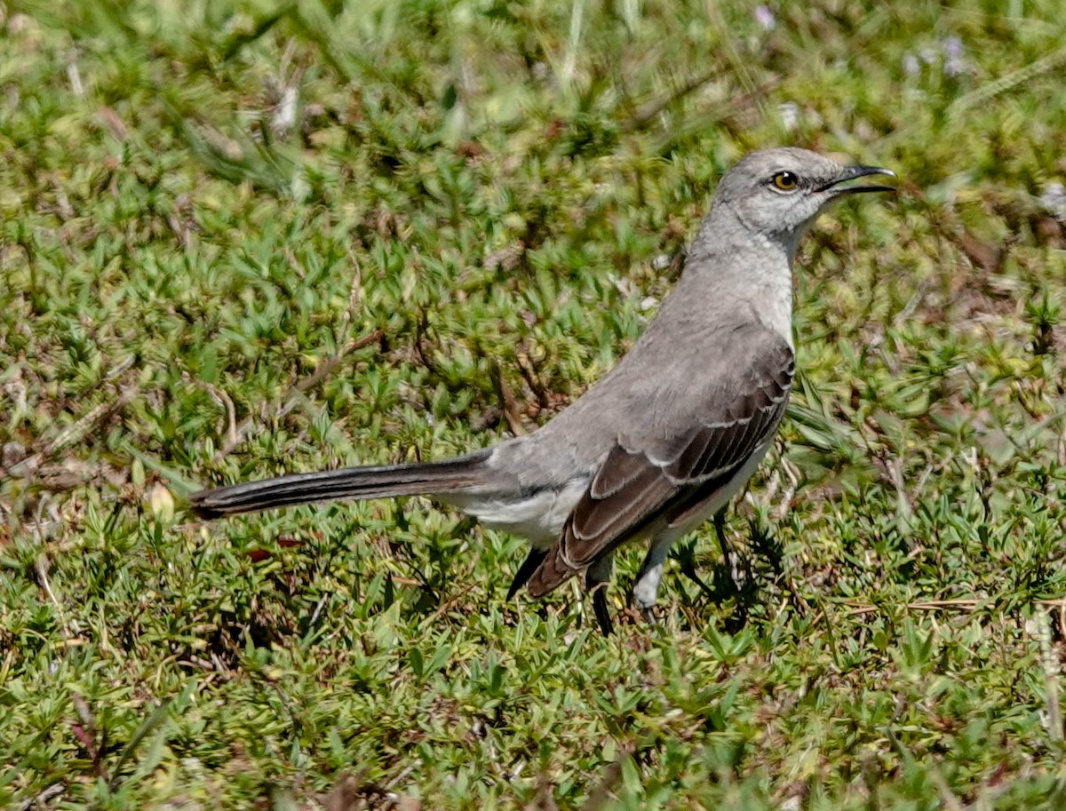 Northern Mockingbird - ML153574561