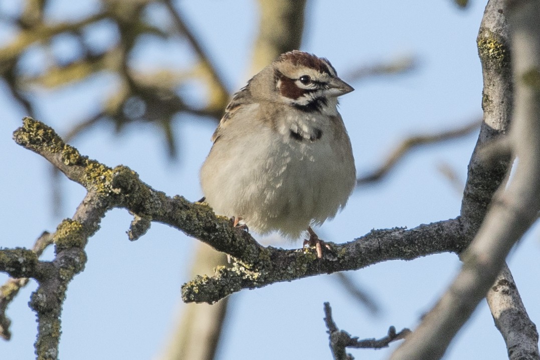 Bruant à joues marron - ML153575501