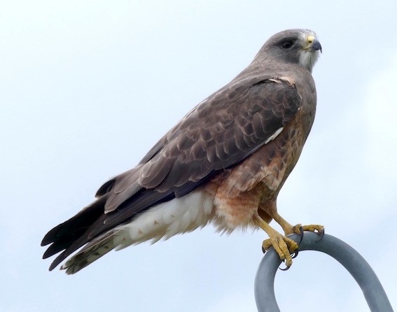 Swainson's Hawk - ML153575941