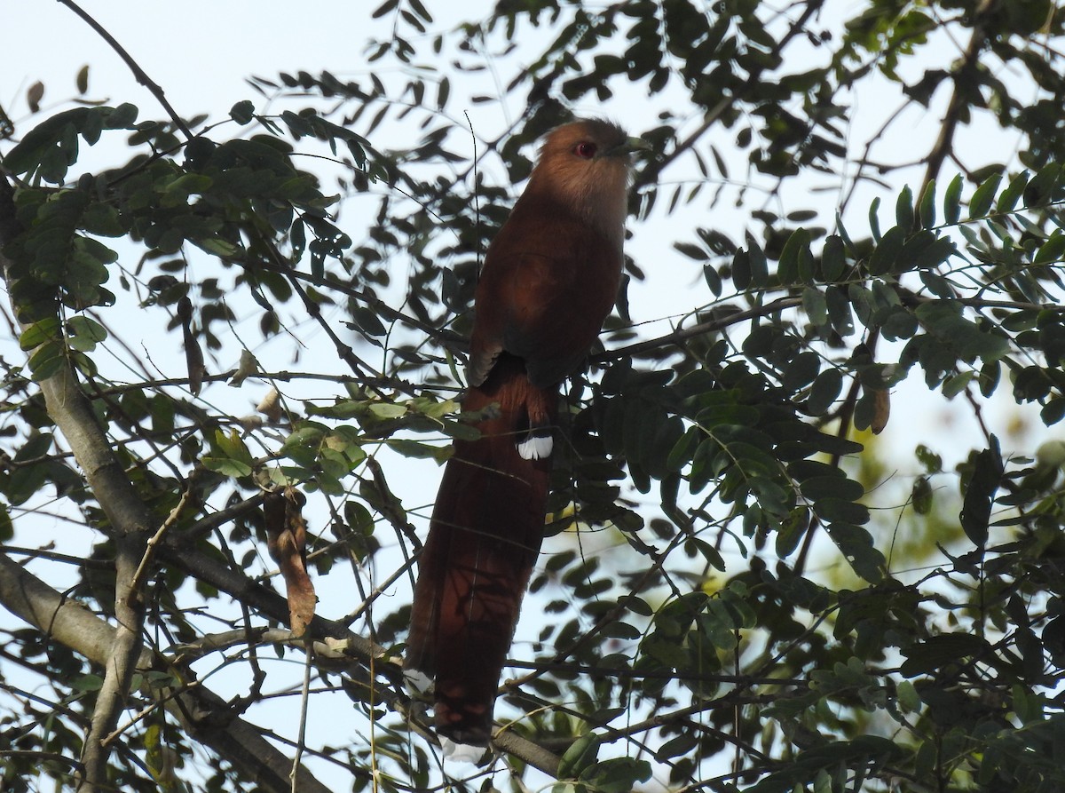 Squirrel Cuckoo - ML153576491