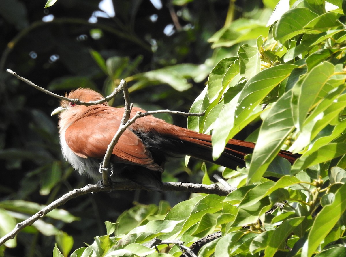 Squirrel Cuckoo - ML153576541