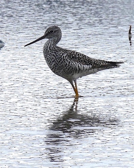 Greater Yellowlegs - ML153576581