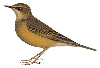 Alpine Pipit - Anthus gutturalis - Birds of the World