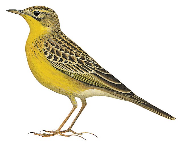 Yellow-breasted Pipit - Hemimacronyx chloris - Birds of the World