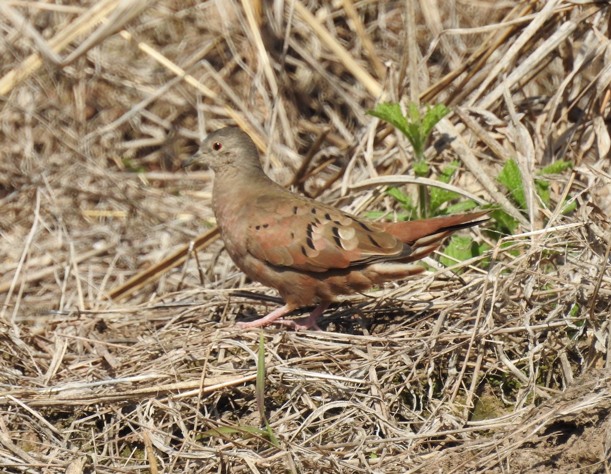 Columbina Colorada - ML153577411