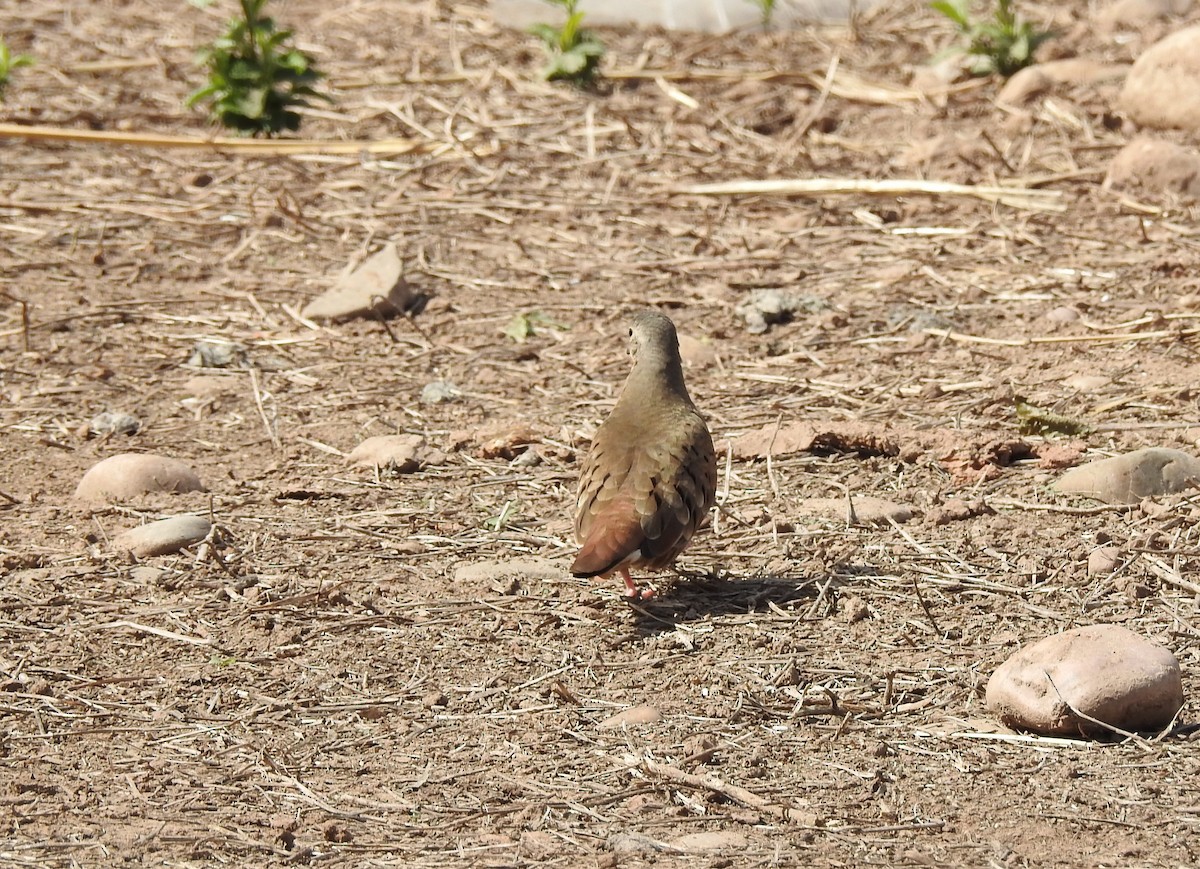 Ruddy Ground Dove - ML153578021