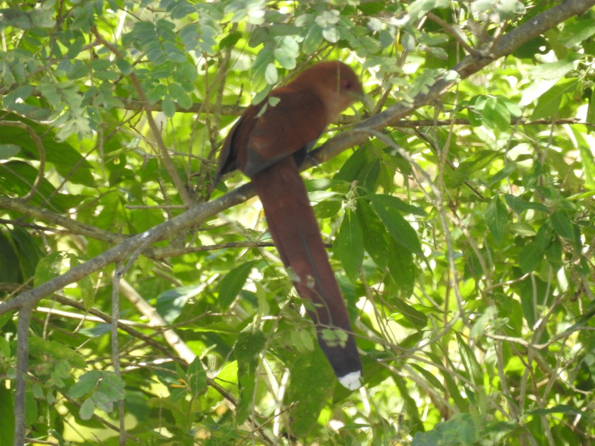 Squirrel Cuckoo - ML153578541