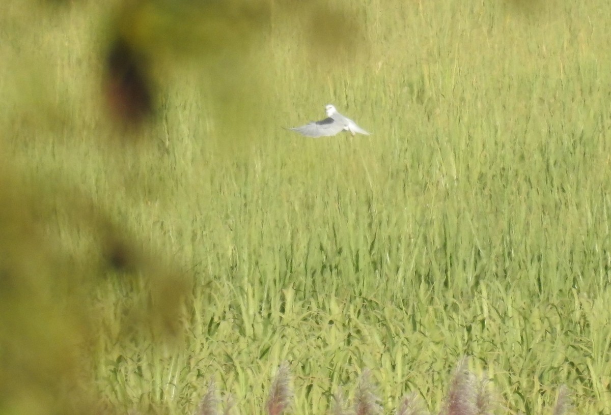 White-tailed Kite - ML153578841