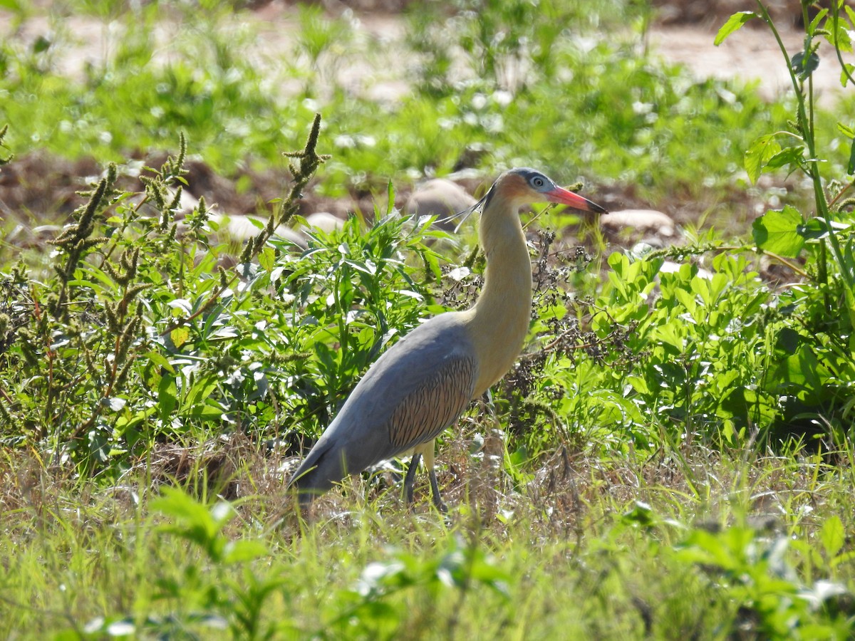 Whistling Heron - ML153578981