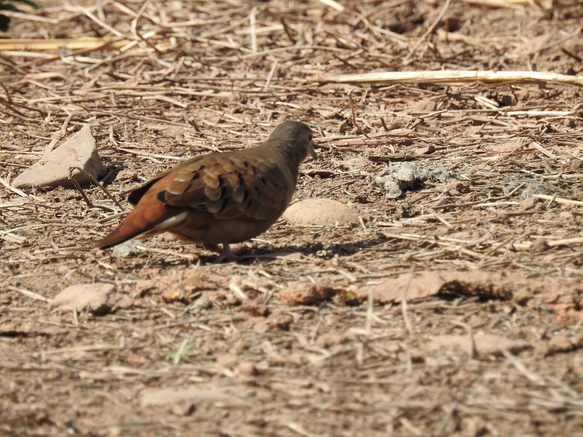 Ruddy Ground Dove - Pablo Mealla