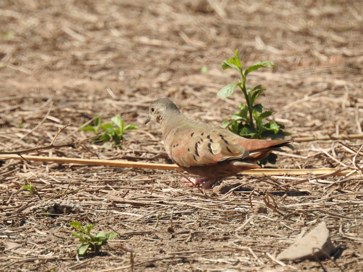 Ruddy Ground Dove - ML153579361