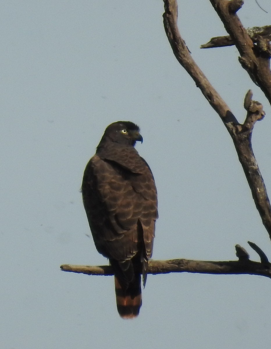 Roadside Hawk - Pablo Mealla