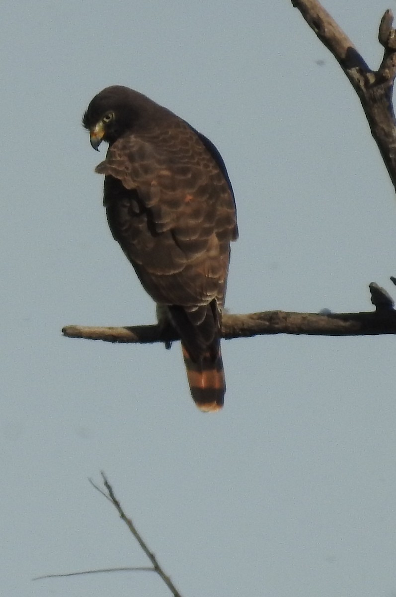 Roadside Hawk - ML153579451