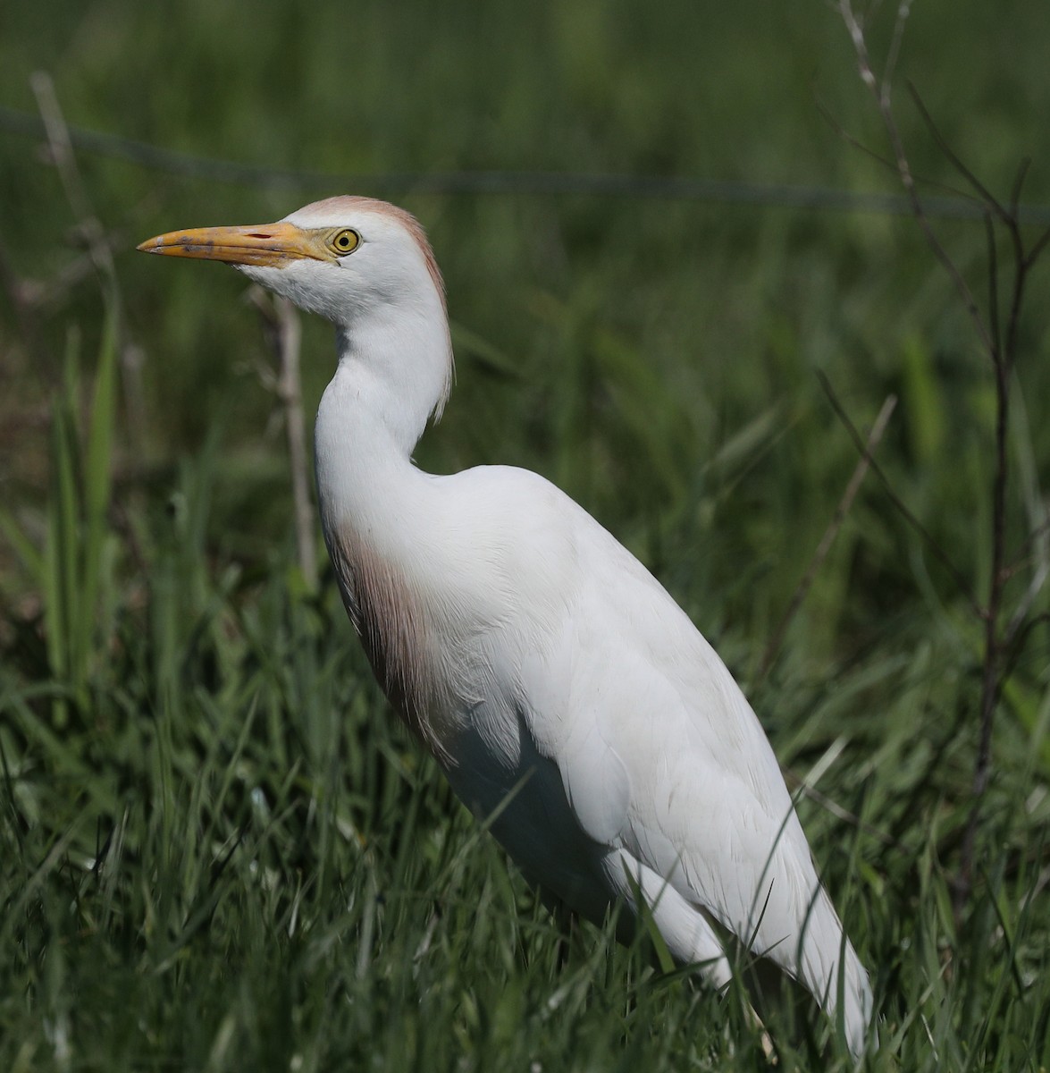 Western Cattle Egret - ML153580071