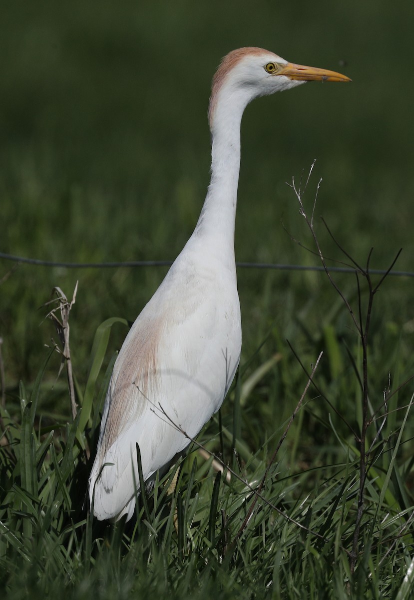 Western Cattle Egret - Henry Zimberlin