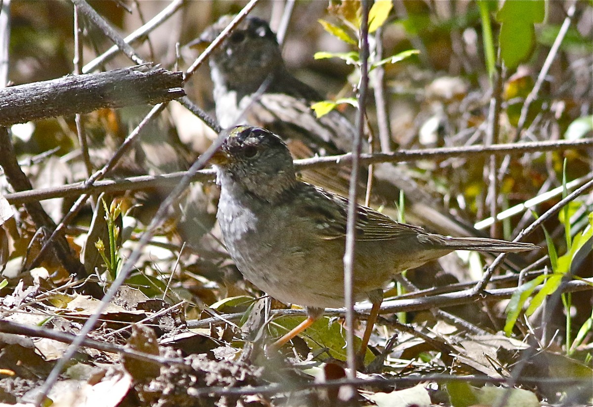 Golden-crowned Sparrow - ML153580491