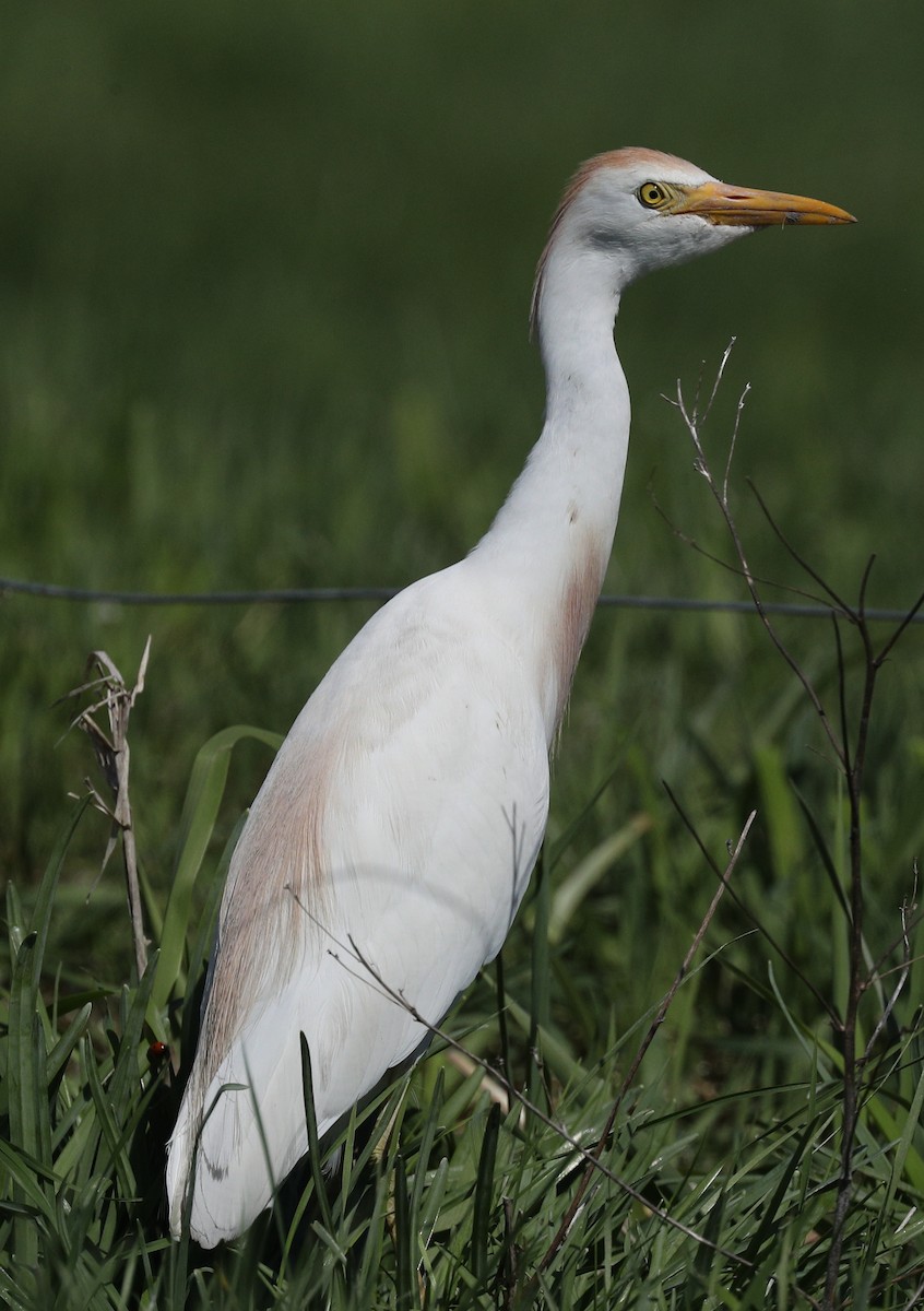 Western Cattle Egret - ML153580521