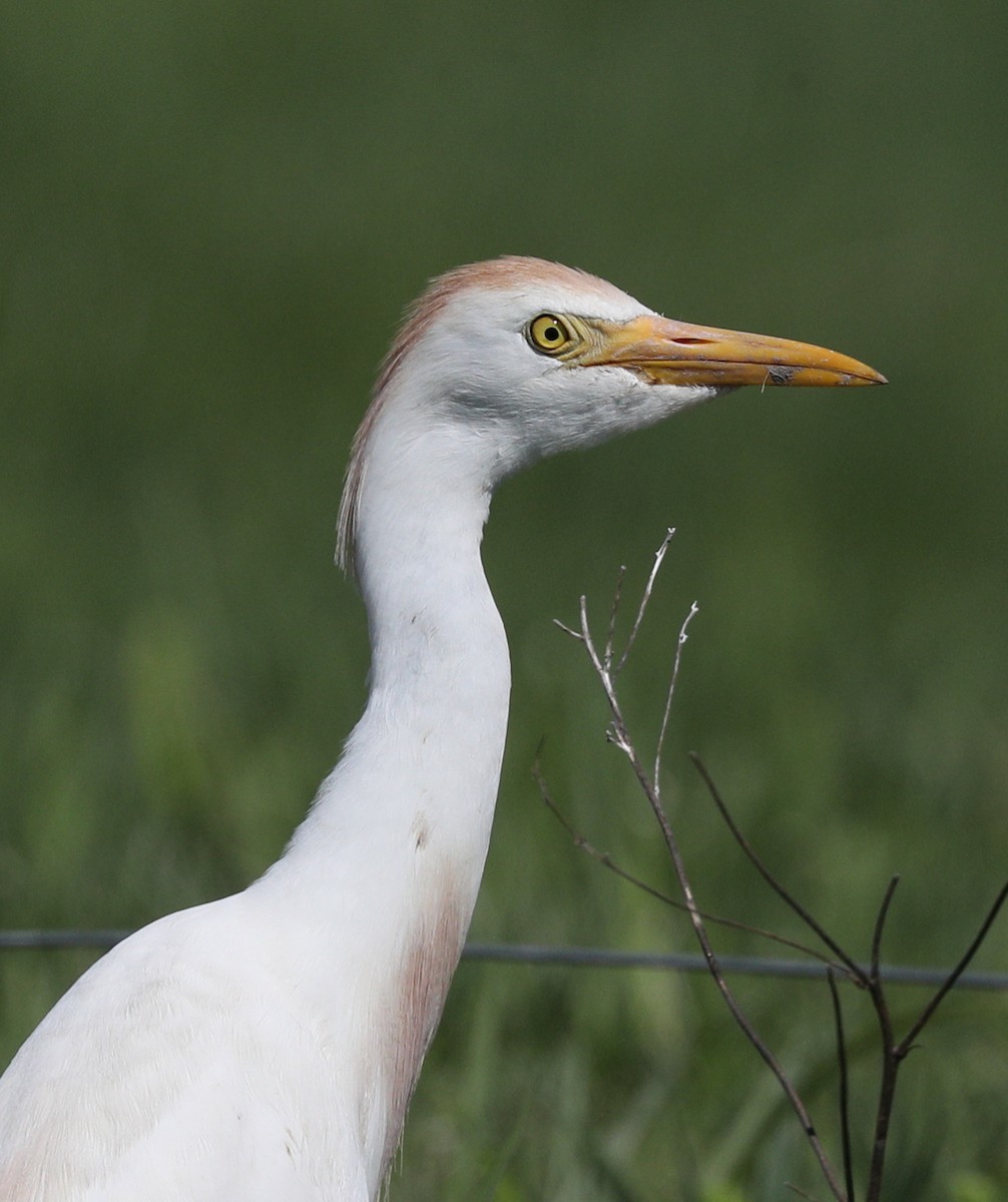 Western Cattle Egret - ML153580691