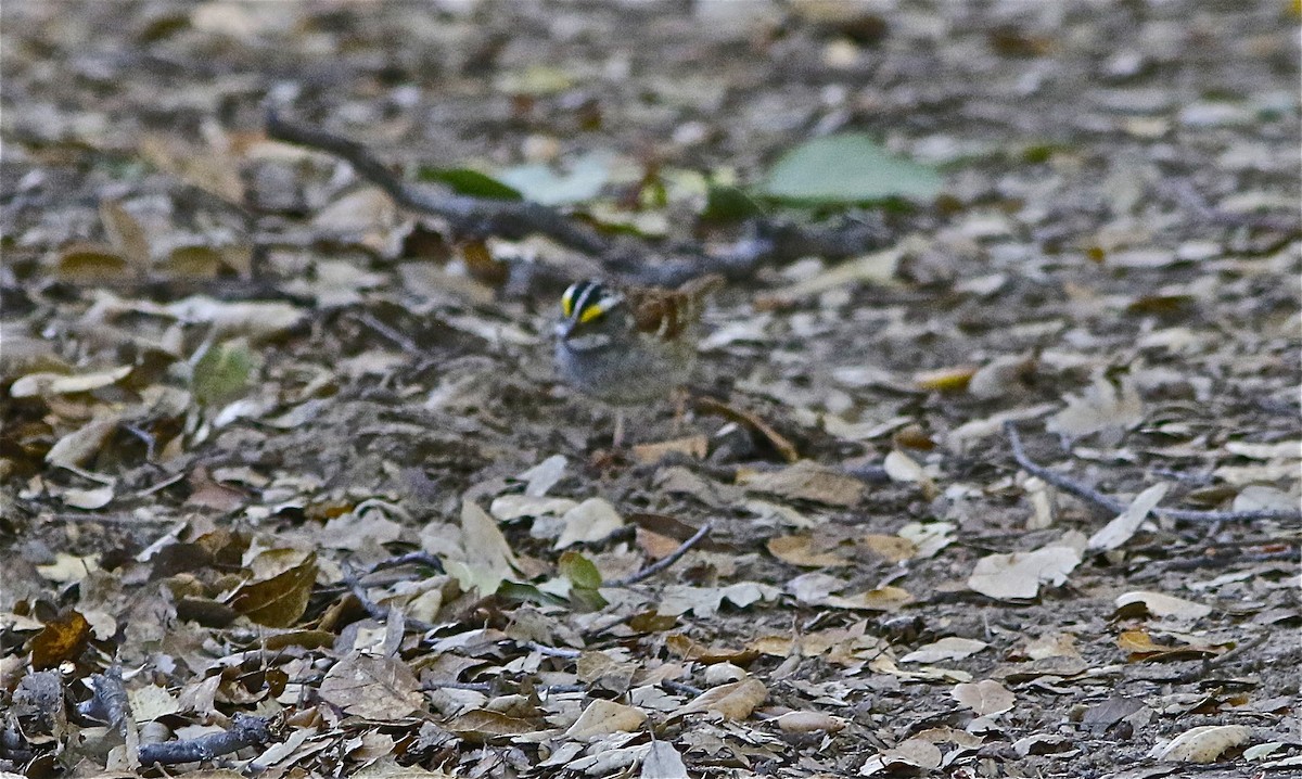 Bruant à gorge blanche - ML153580781