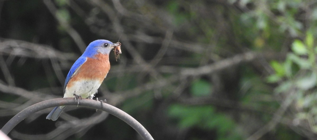 Eastern Bluebird - Shane Carroll