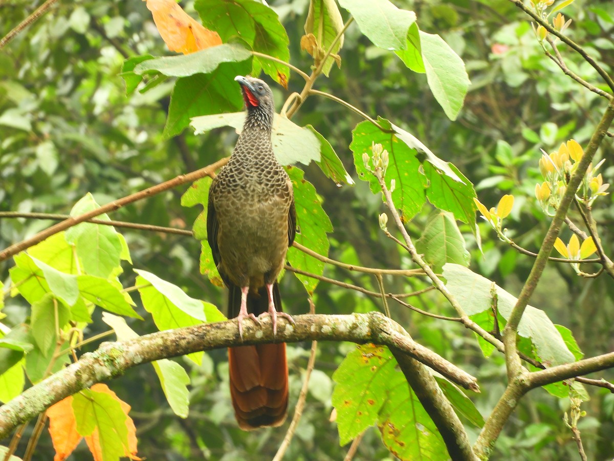 Colombian Chachalaca - ML153581881