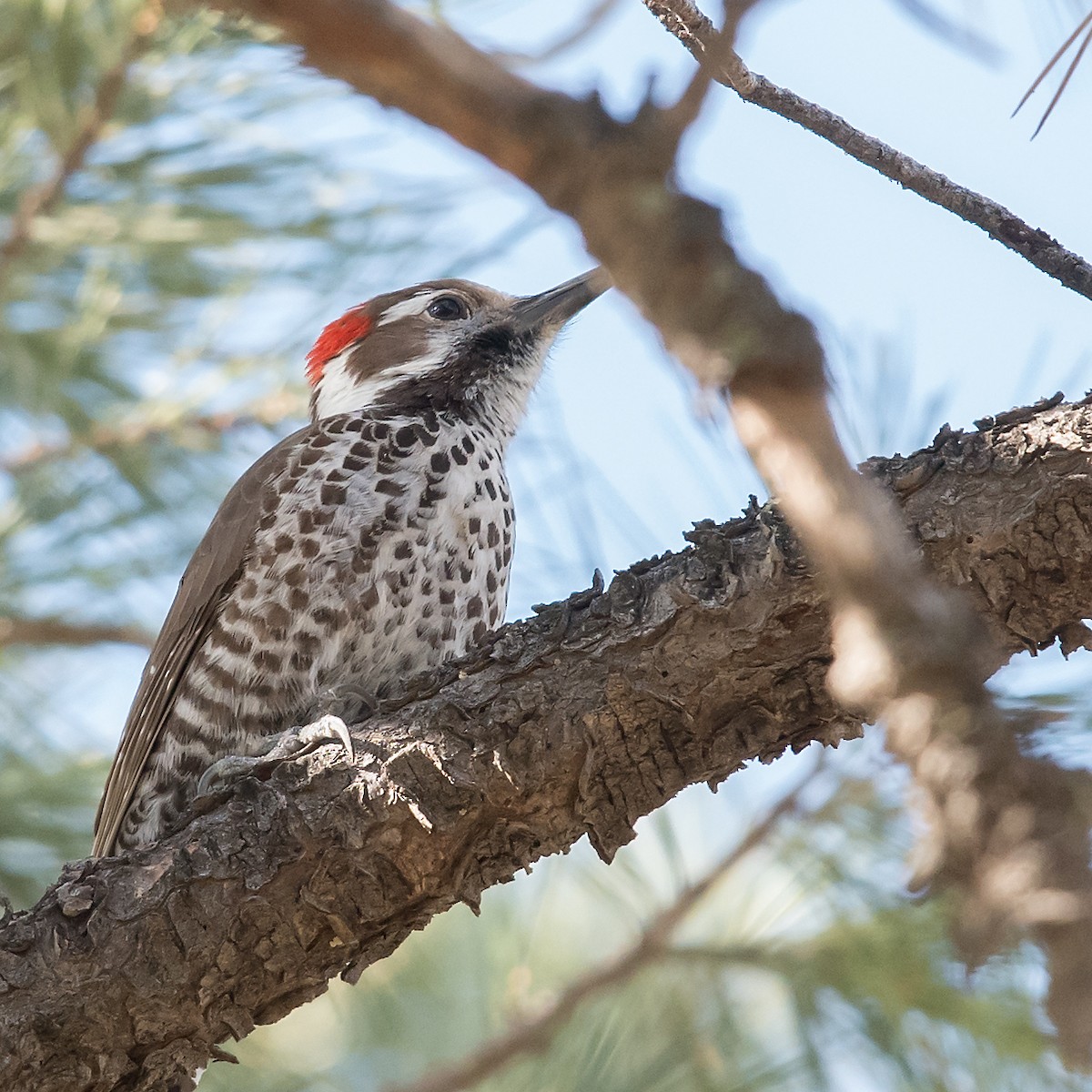 Arizona Woodpecker - Mike Stewart