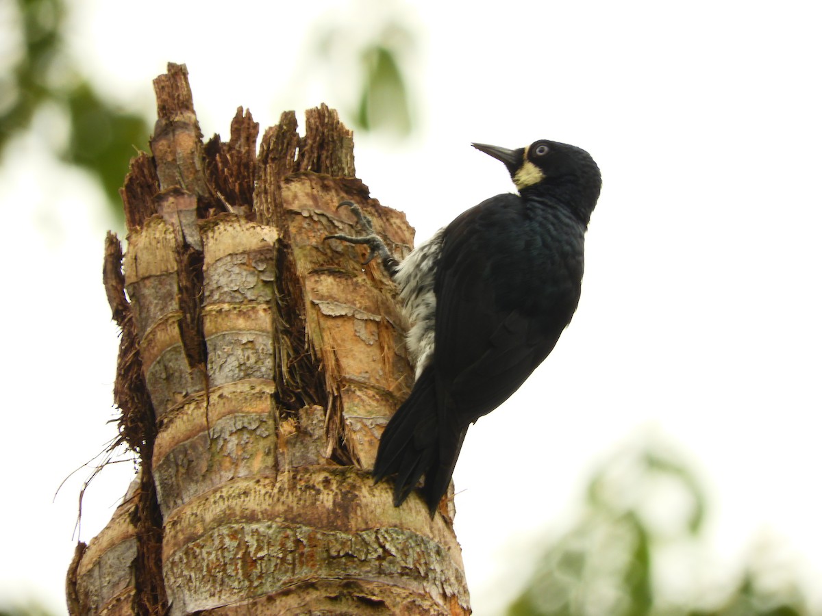 Acorn Woodpecker - ML153583261