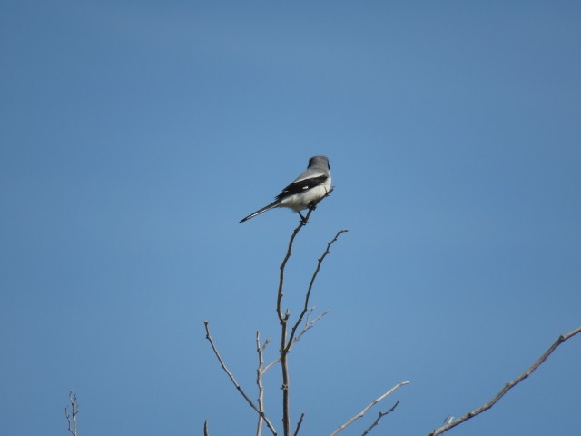 Loggerhead Shrike - ML153584191