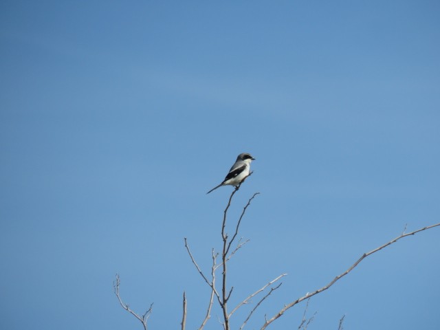 Loggerhead Shrike - ML153584201