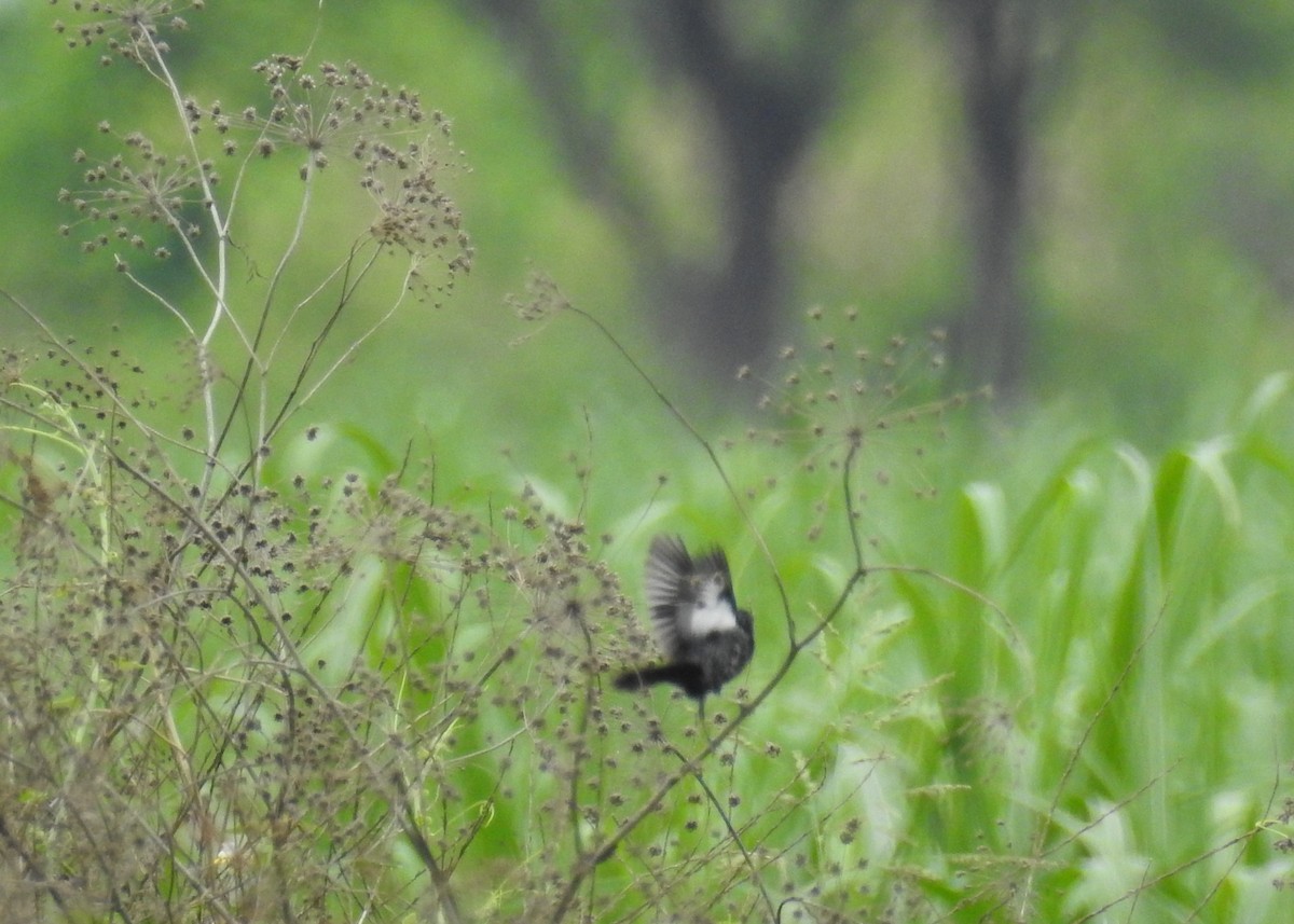 Blue-black Grassquit - ML153584471