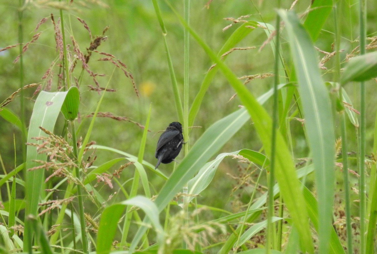 Blue-black Grassquit - ML153584511