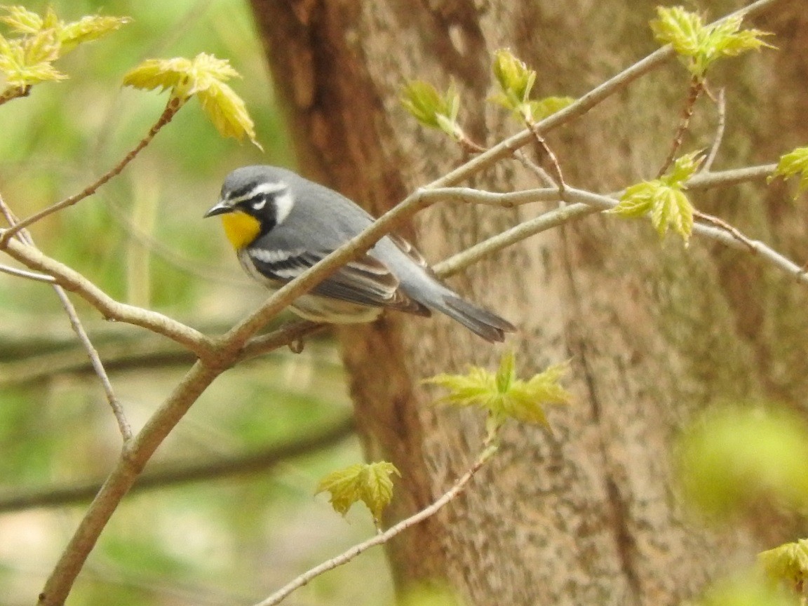 Yellow-throated Warbler - ML153584961