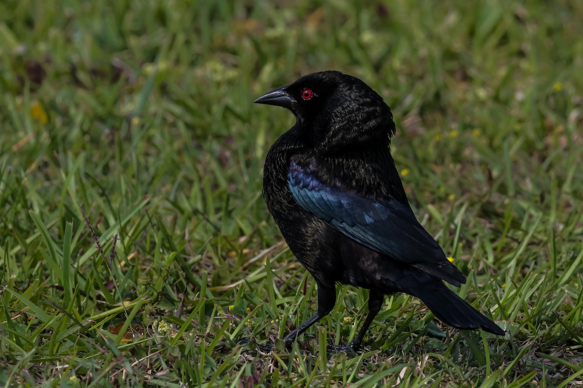 Bronzed Cowbird - Anonymous