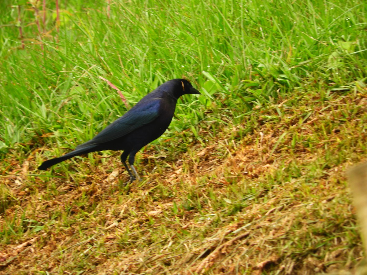 Shiny Cowbird - ML153585731