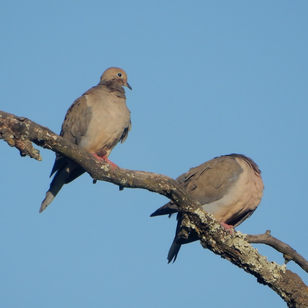 Mourning Dove - ML153587141