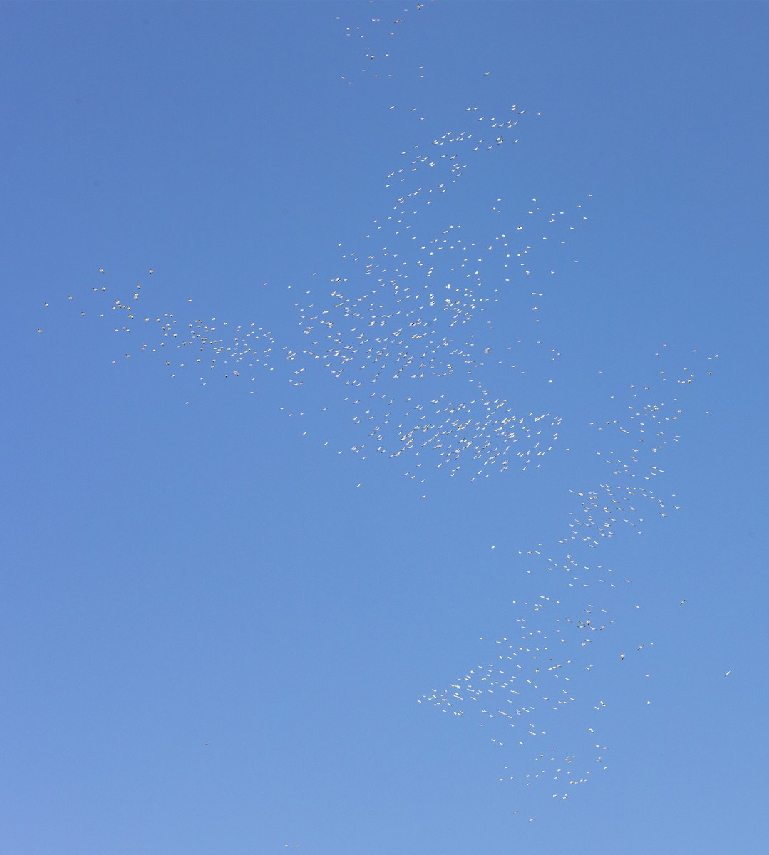 American White Pelican - ML153589431