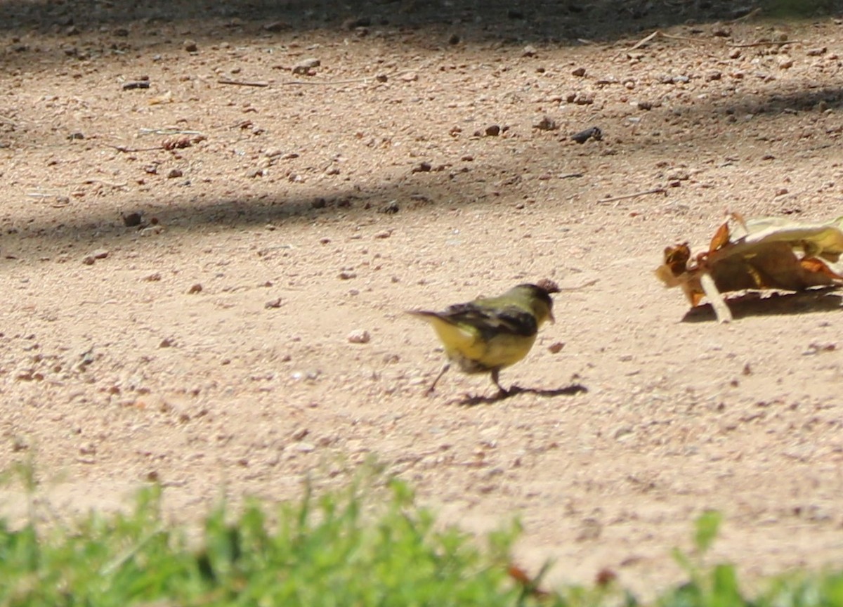 Lesser Goldfinch - ML153590491