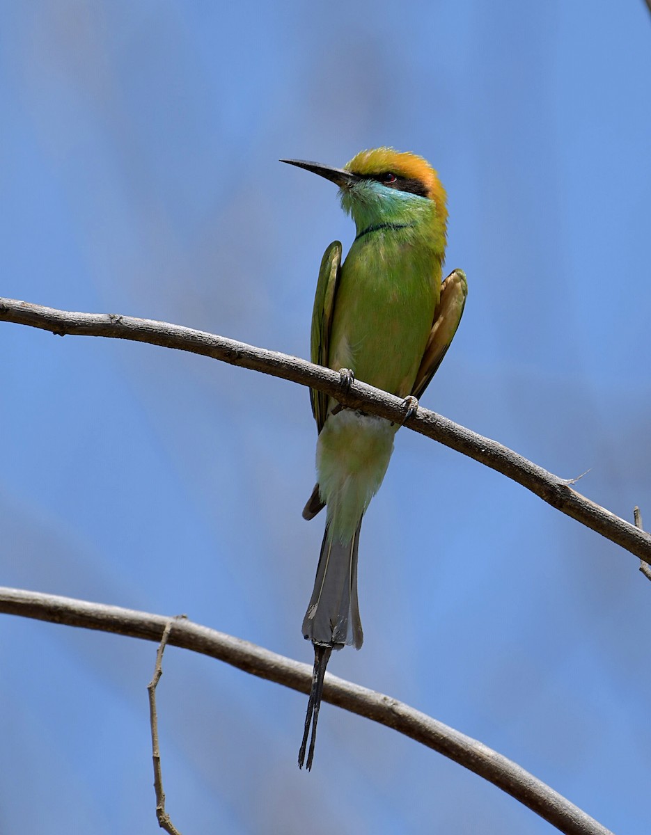 Abejaruco Esmeralda Oriental - ML153591531