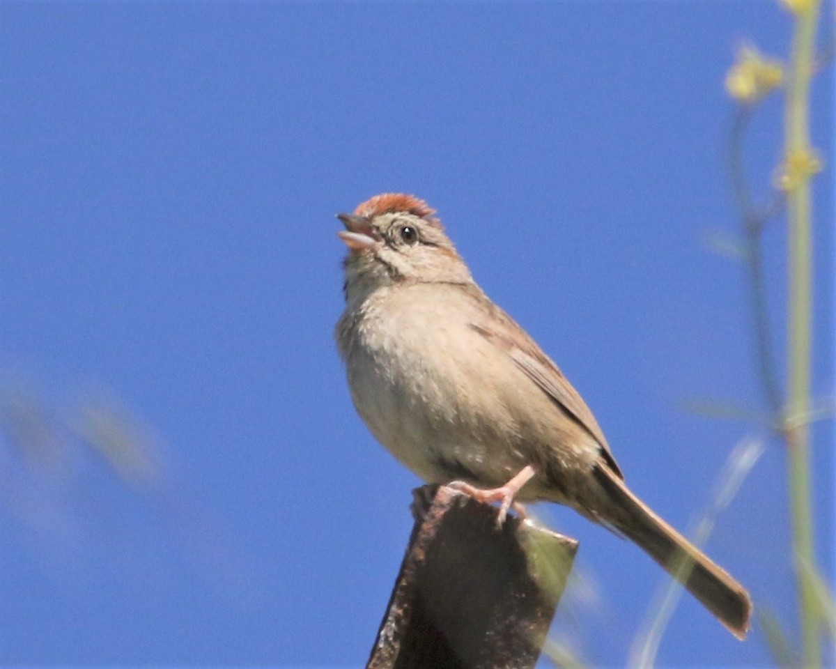 Rufous-crowned Sparrow - ML153591791