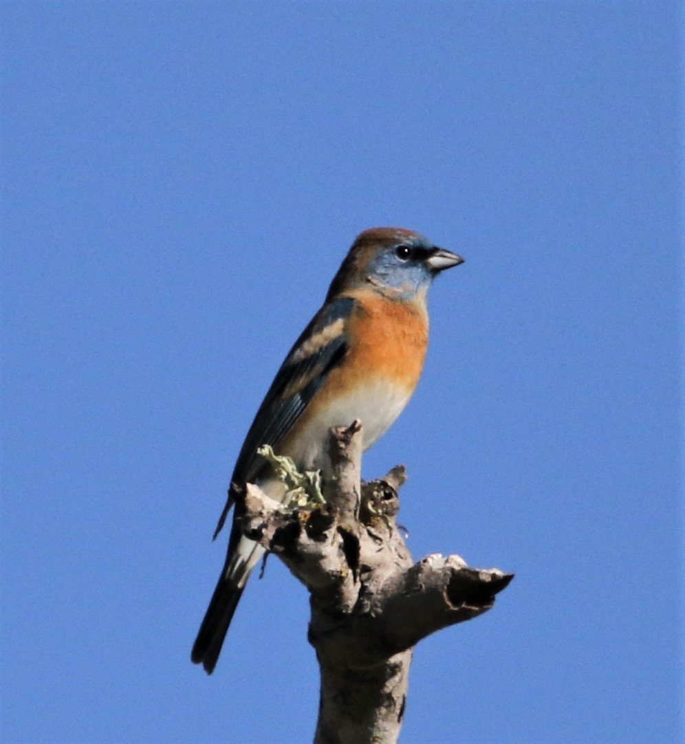 Lazuli Bunting - ML153591861