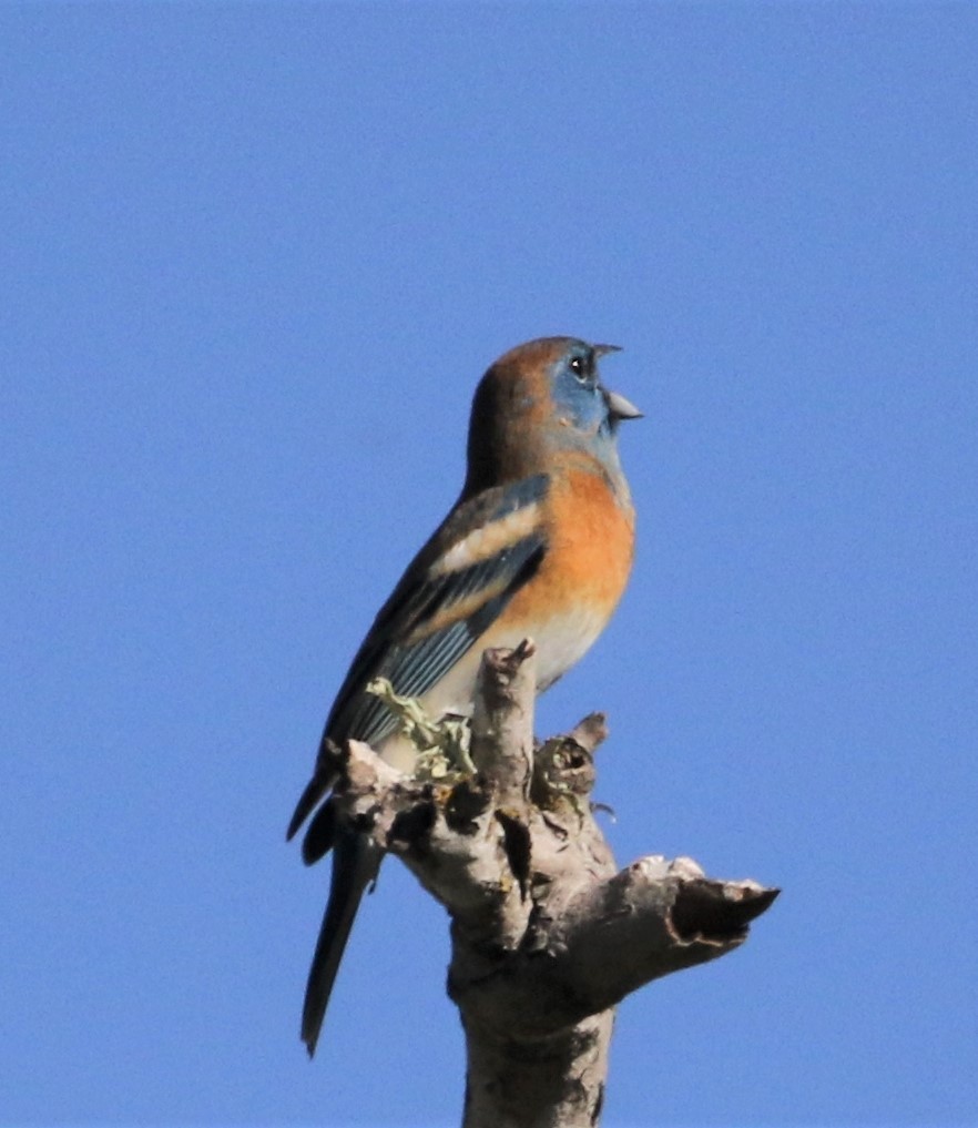 Lazuli Bunting - ML153591871