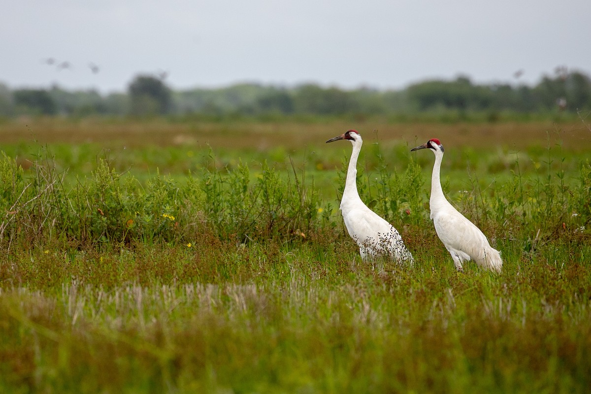 Whooping Crane - Anonymous