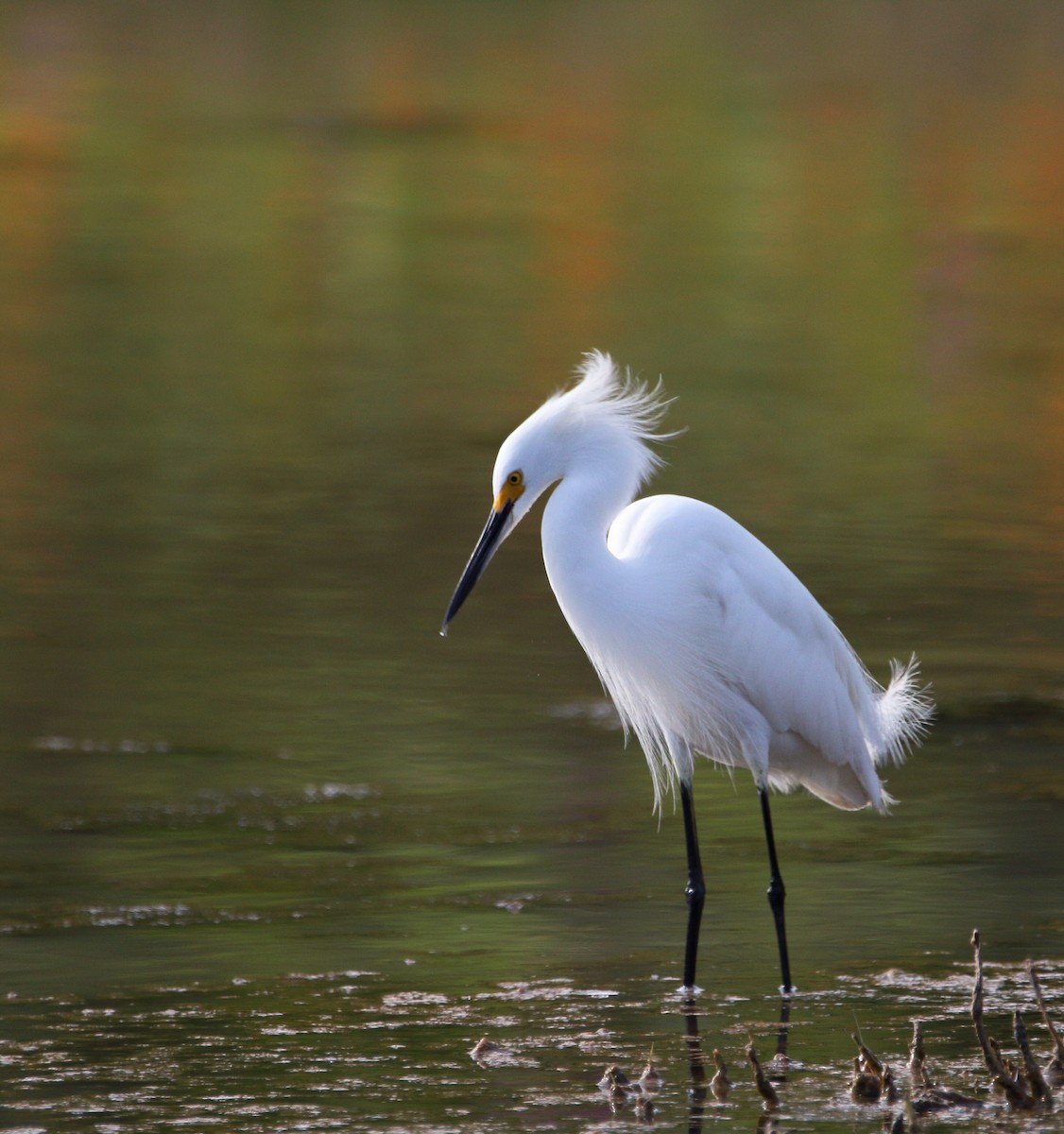 Snowy Egret - ML153593341